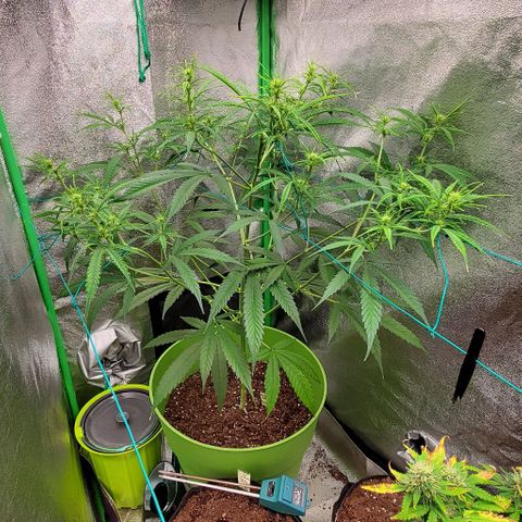 Starla growlog timeline photo
