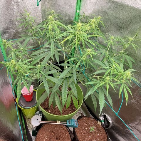 Starla growlog timeline photo