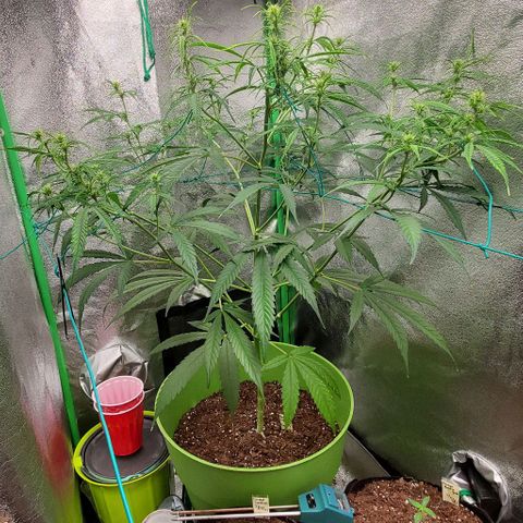 Starla growlog timeline photo