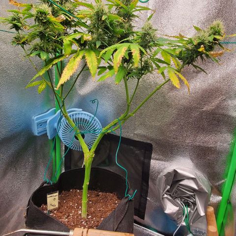 Bubbletwin Candy growlog timeline photo