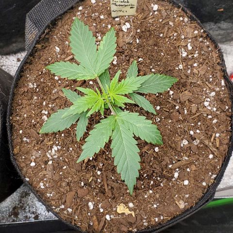 Corkscrew growlog timeline photo