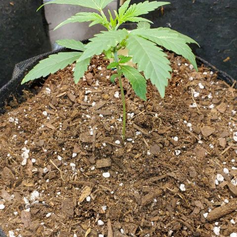Corkscrew growlog timeline photo