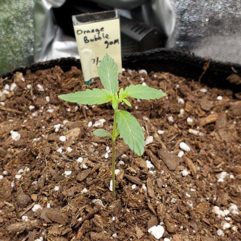 Bonnibel growlog timeline photo