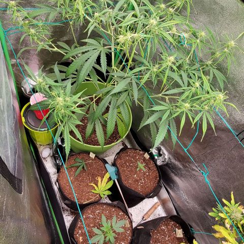 Starla growlog timeline photo