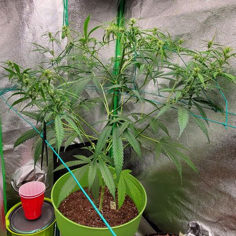 Starla growlog timeline photo