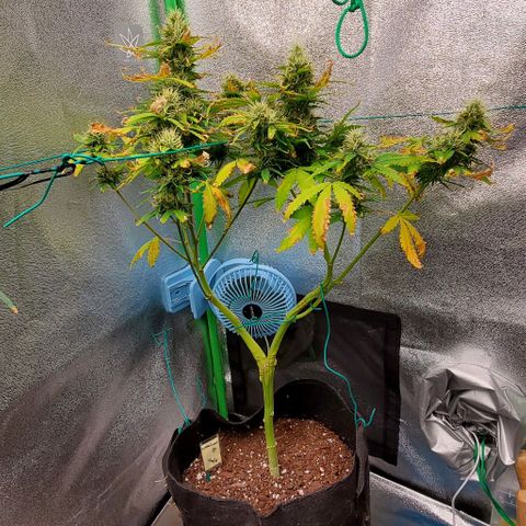 Bubbletwin Candy growlog timeline photo