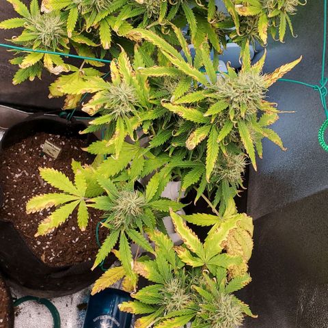 Bubbletwin Candy growlog timeline photo