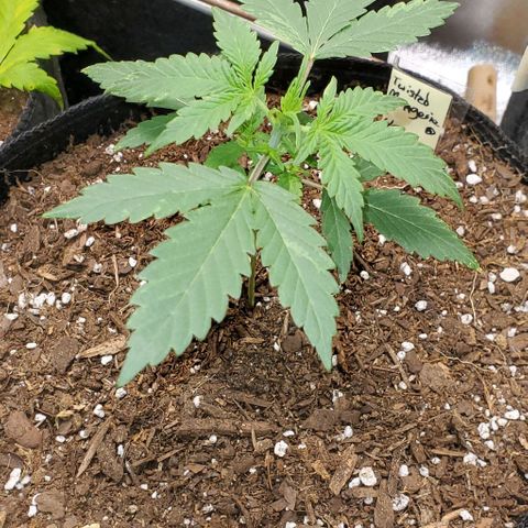 Corkscrew growlog timeline photo