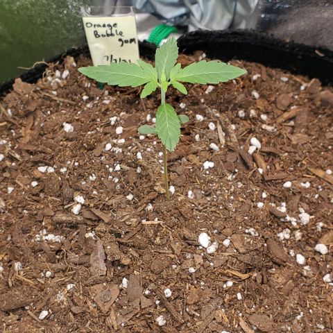 Bonnibel growlog timeline photo