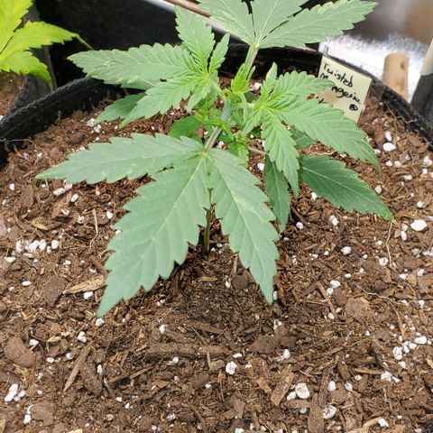 Corkscrew growlog timeline photo