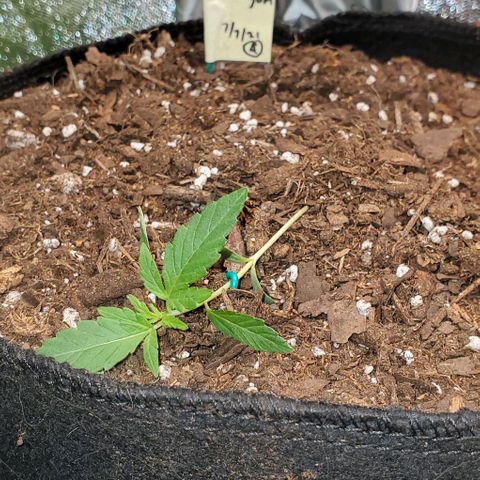 Bonnibel growlog timeline photo