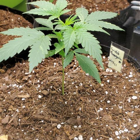 Corkscrew growlog timeline photo