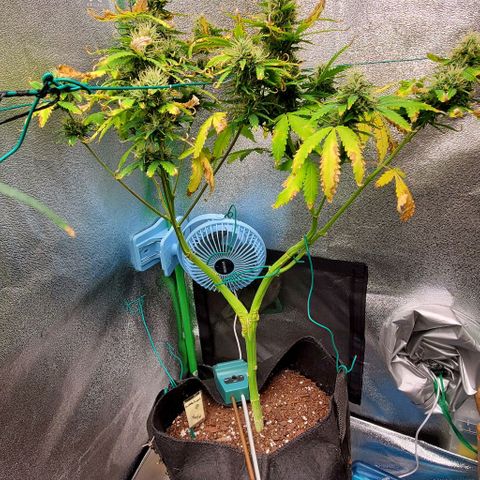 Bubbletwin Candy growlog timeline photo