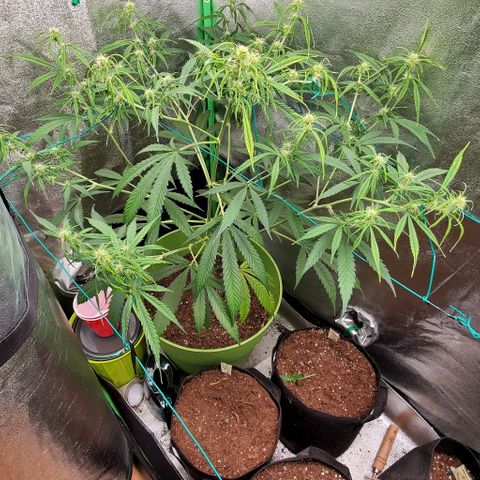 Starla growlog timeline photo