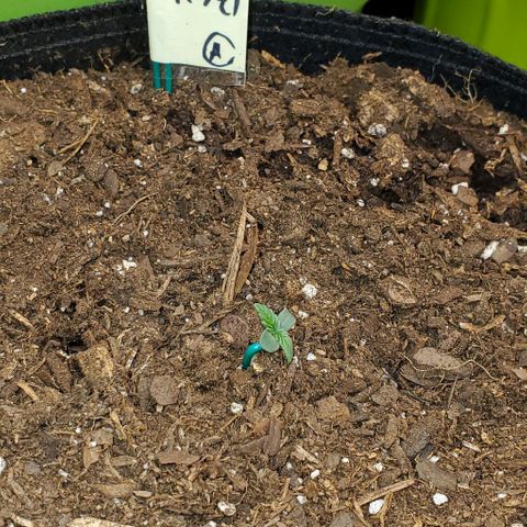 Eve growlog timeline photo