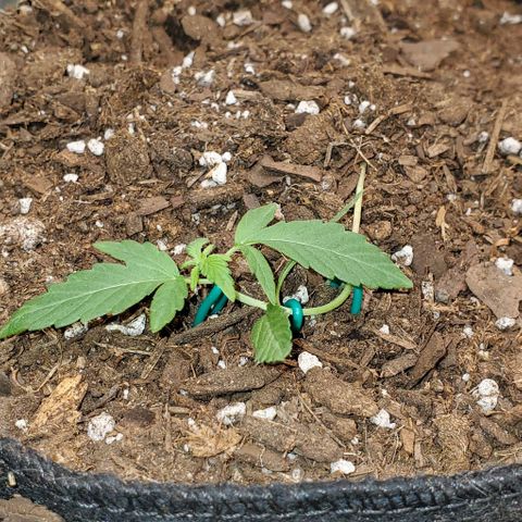 Bonnibel growlog timeline photo