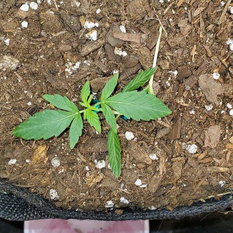 Bonnibel growlog timeline photo