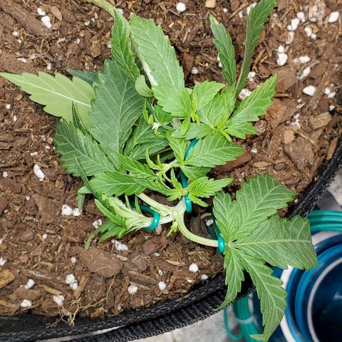 Corkscrew growlog timeline photo