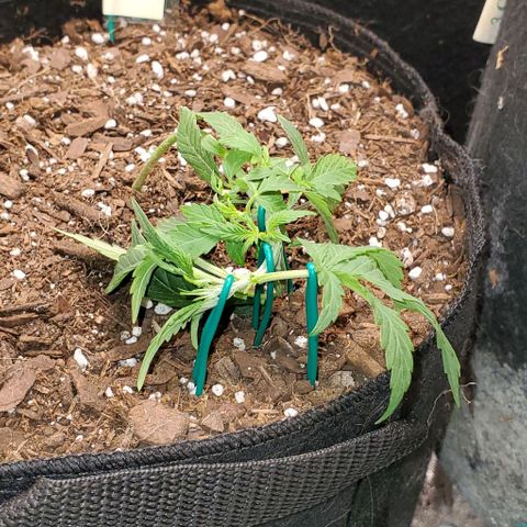 Corkscrew growlog timeline photo