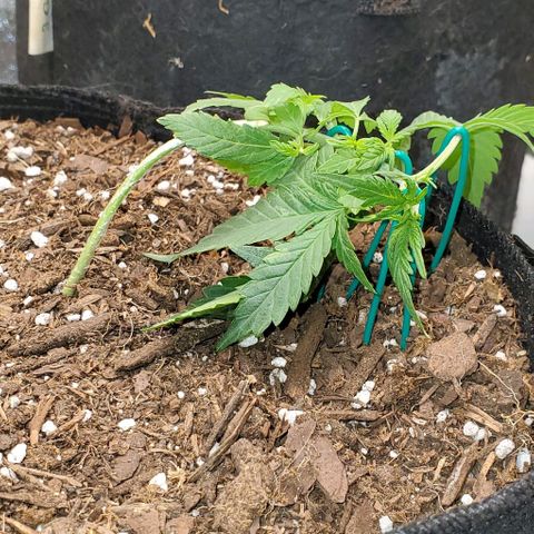 Corkscrew growlog timeline photo