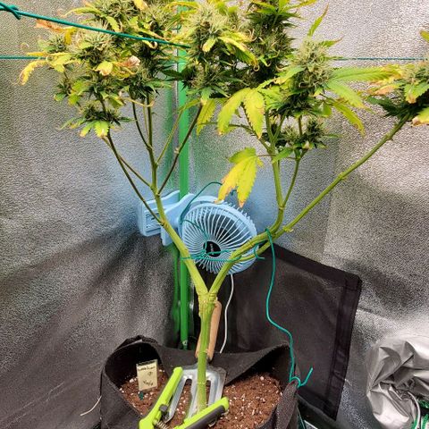 Bubbletwin Candy growlog timeline photo