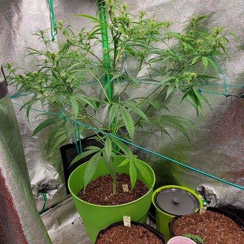 Starla growlog timeline photo