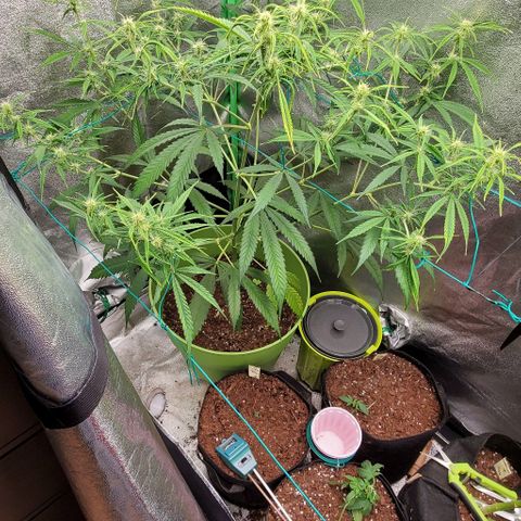 Starla growlog timeline photo