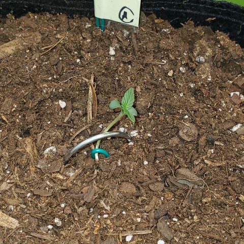 Eve growlog timeline photo
