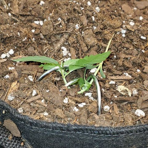 Bonnibel growlog timeline photo
