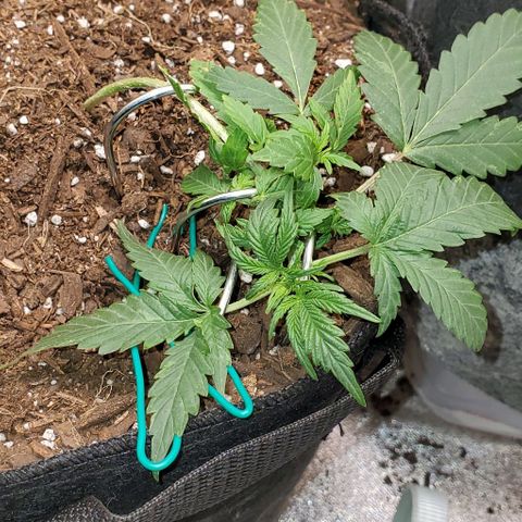 Corkscrew growlog timeline photo