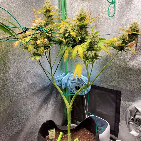 Bubbletwin Candy growlog timeline photo