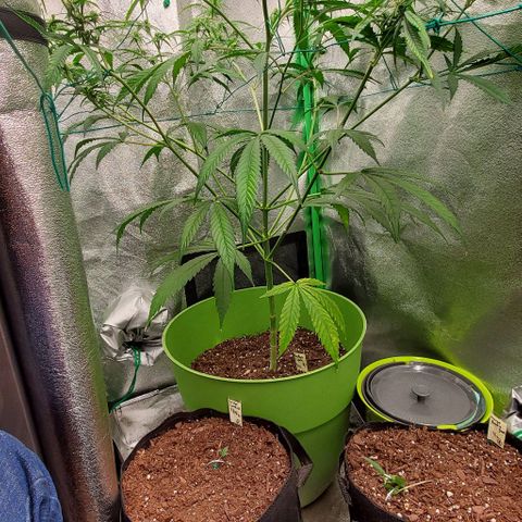 Starla growlog timeline photo