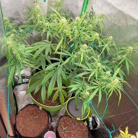 Starla growlog timeline photo