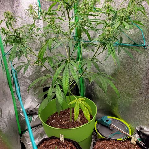 Starla growlog timeline photo