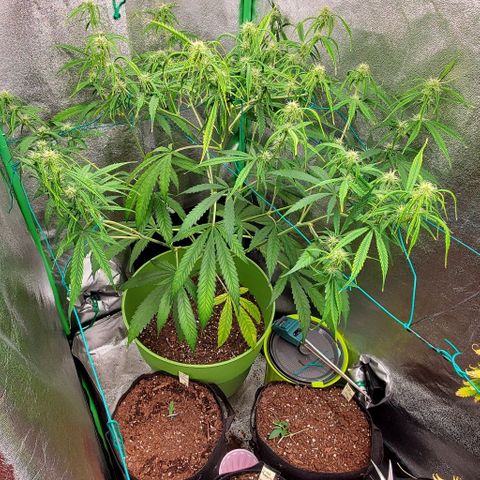 Starla growlog timeline photo