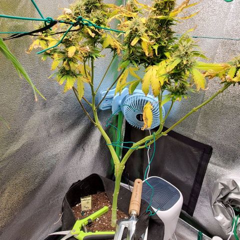 Bubbletwin Candy growlog timeline photo