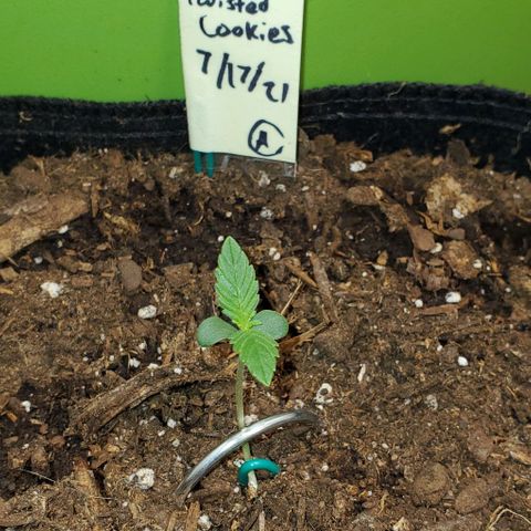 Eve growlog timeline photo