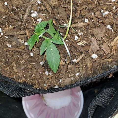 Bonnibel growlog timeline photo