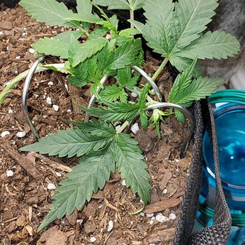 Corkscrew growlog timeline photo
