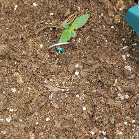 Eve growlog timeline photo