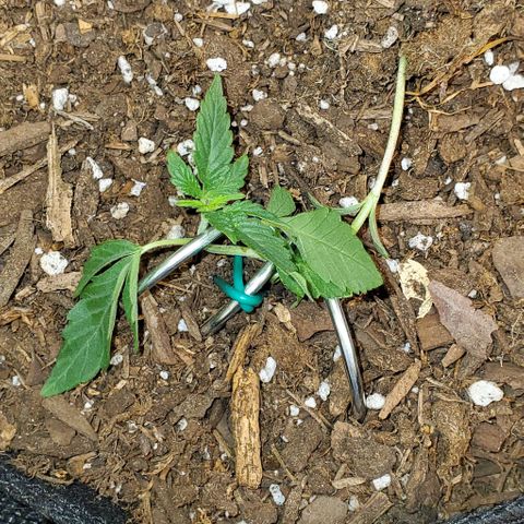 Bonnibel growlog timeline photo