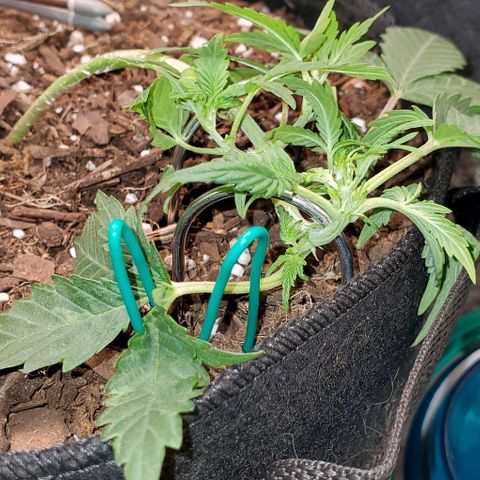 Corkscrew growlog timeline photo
