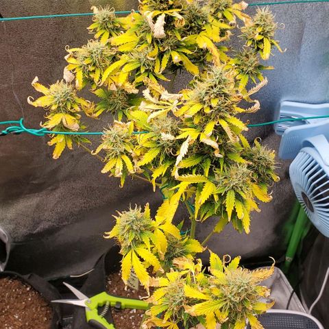 Bubbletwin Candy growlog timeline photo
