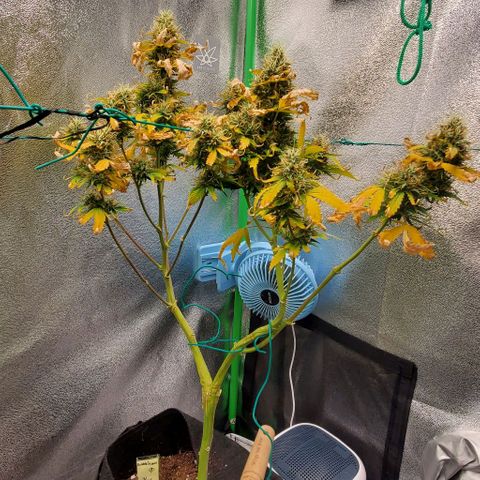 Bubbletwin Candy growlog timeline photo
