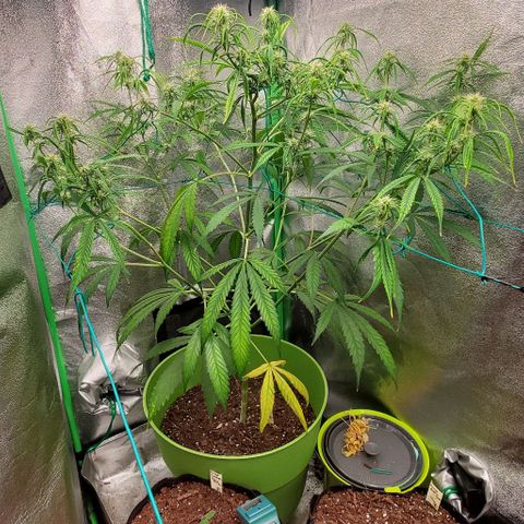 Starla growlog timeline photo