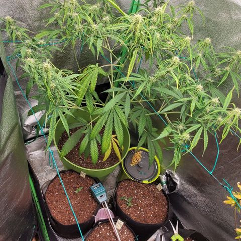 Starla growlog timeline photo