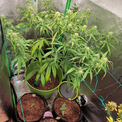 Starla growlog timeline photo
