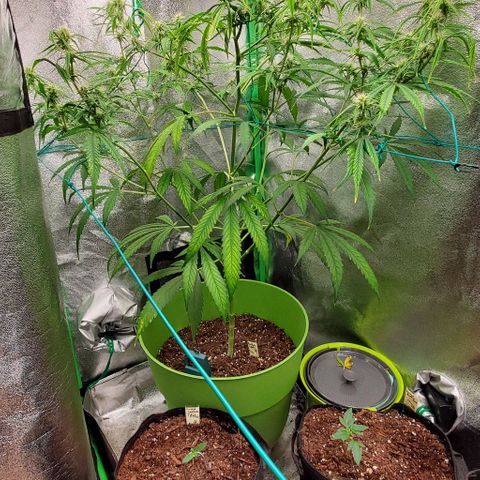 Starla growlog timeline photo