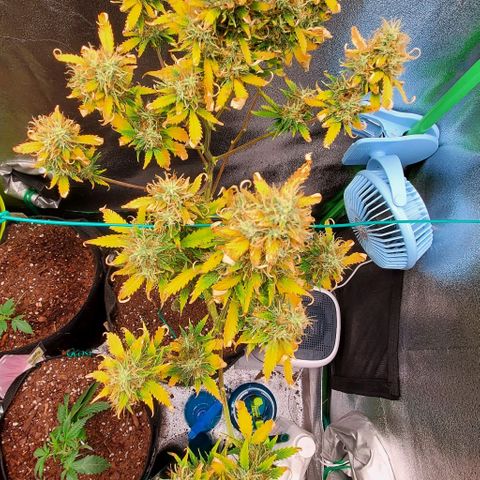 Bubbletwin Candy growlog timeline photo