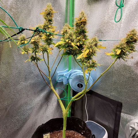 Bubbletwin Candy growlog timeline photo